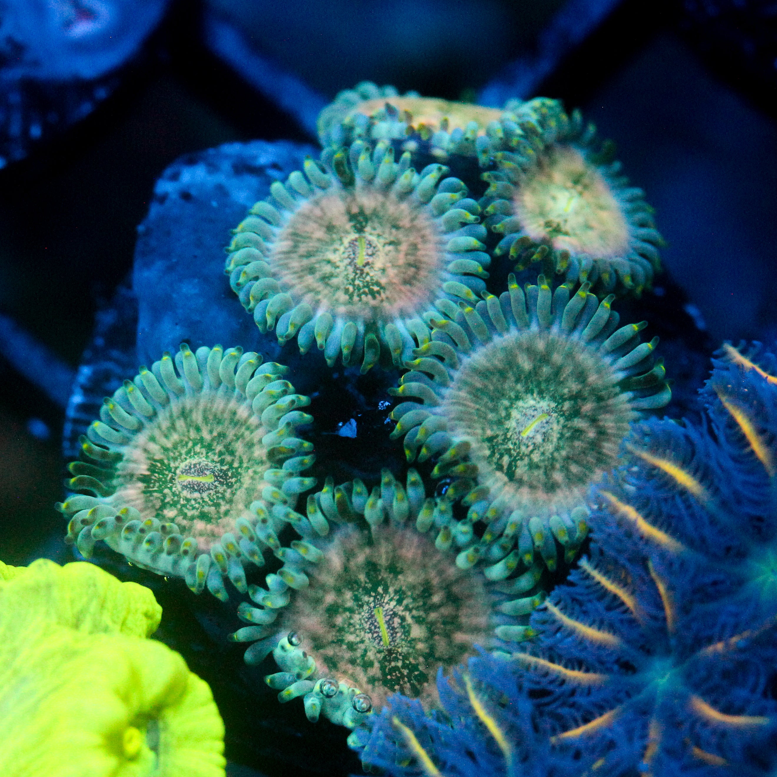 JC Hawaiian Ding Dang Zoanthid