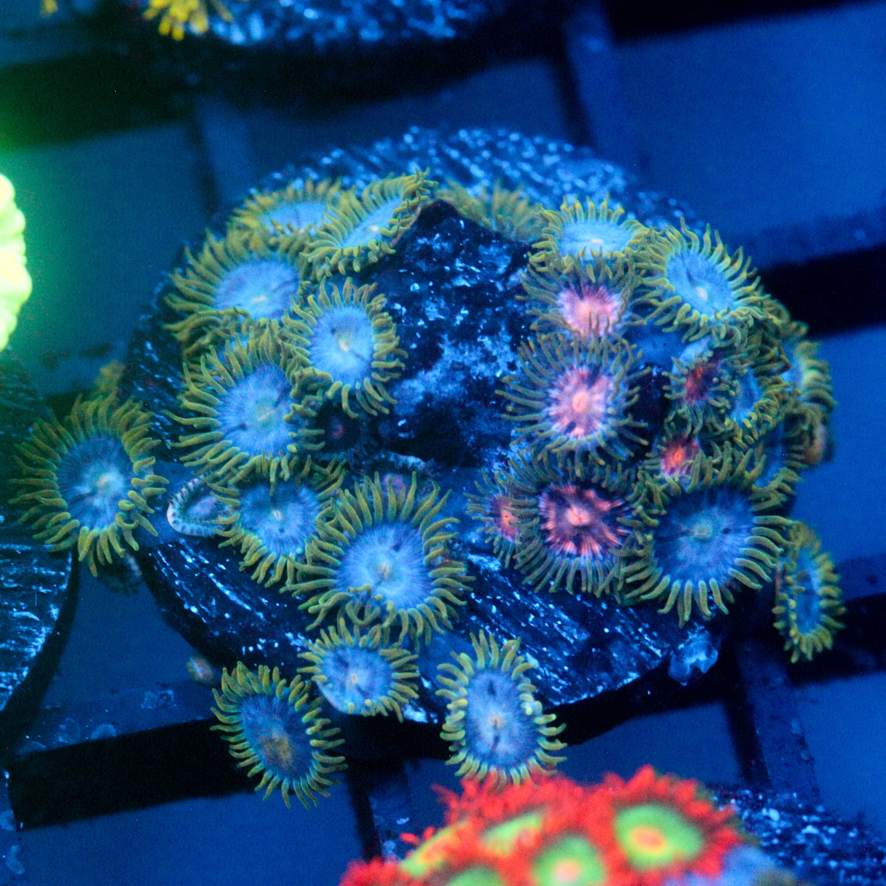 JC Zoa Garden Seed