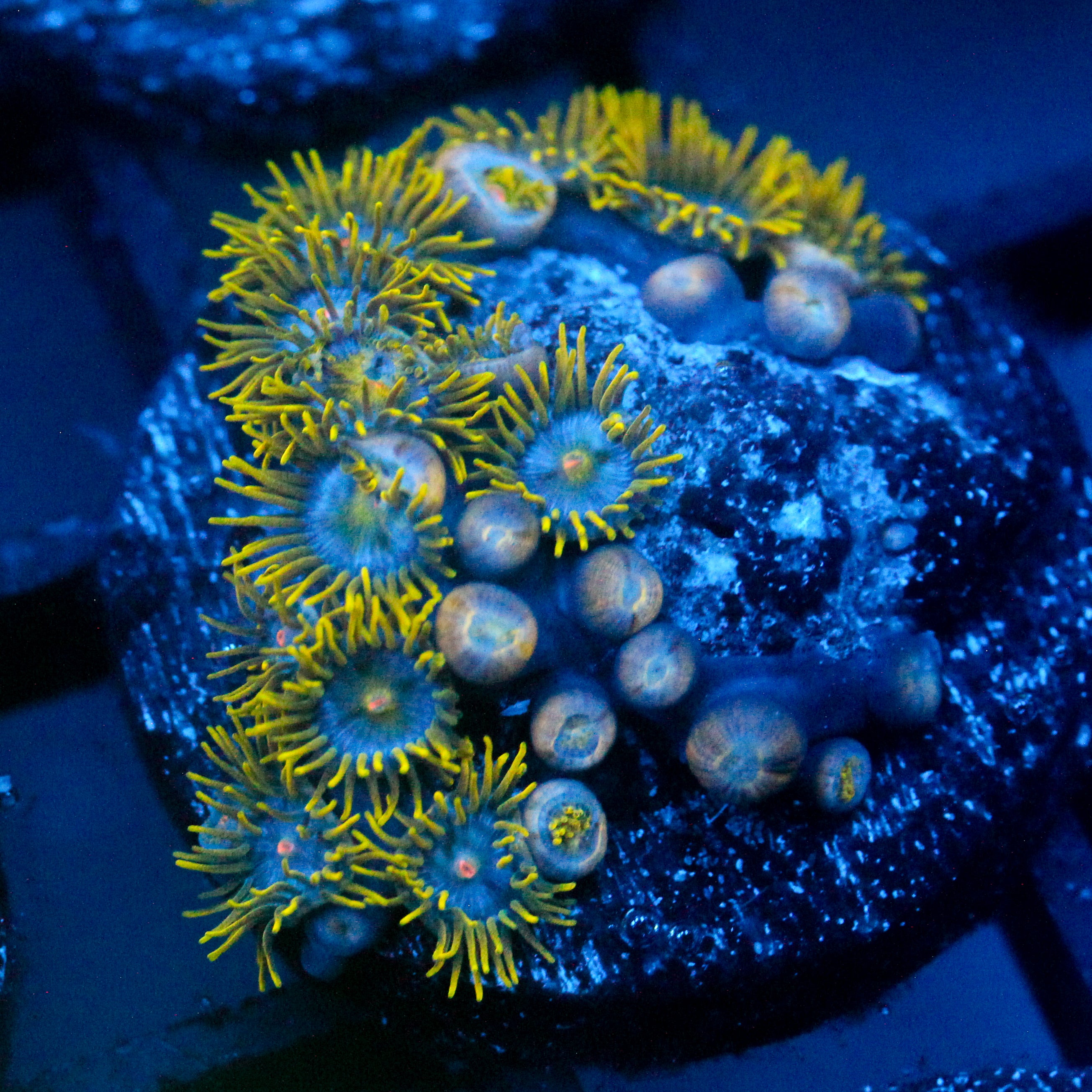 JC Gold Gobbler Zoanthid