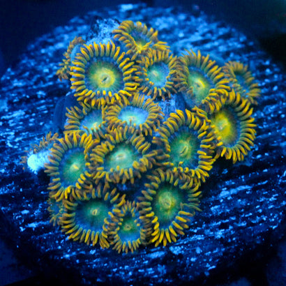 JC Saturn Zoanthid