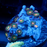 JC Alien Blood Zoanthid