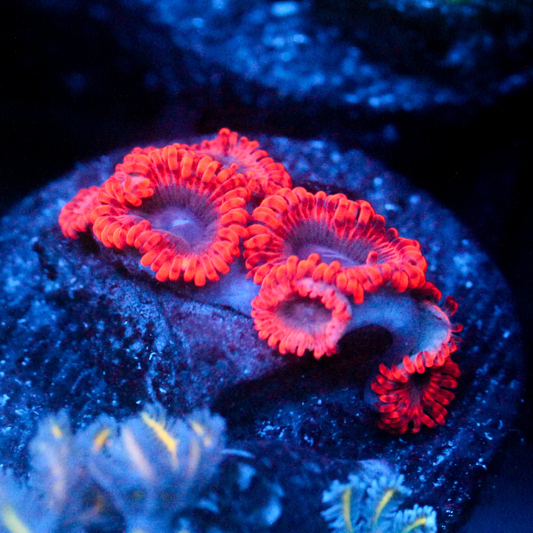 JC Typhloshion Zoanthid