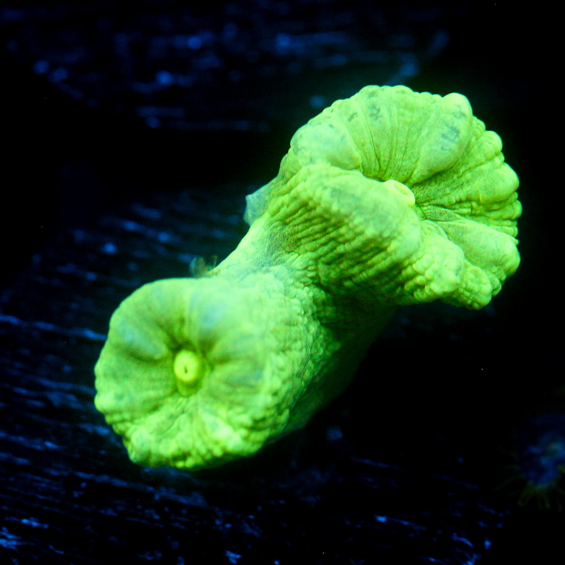 JC Neon Trumpet Coral