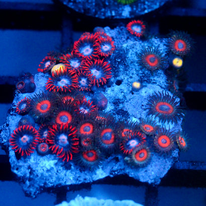 JC Zoa Garden Seed