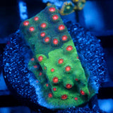 JC Grafted Cyphastrea