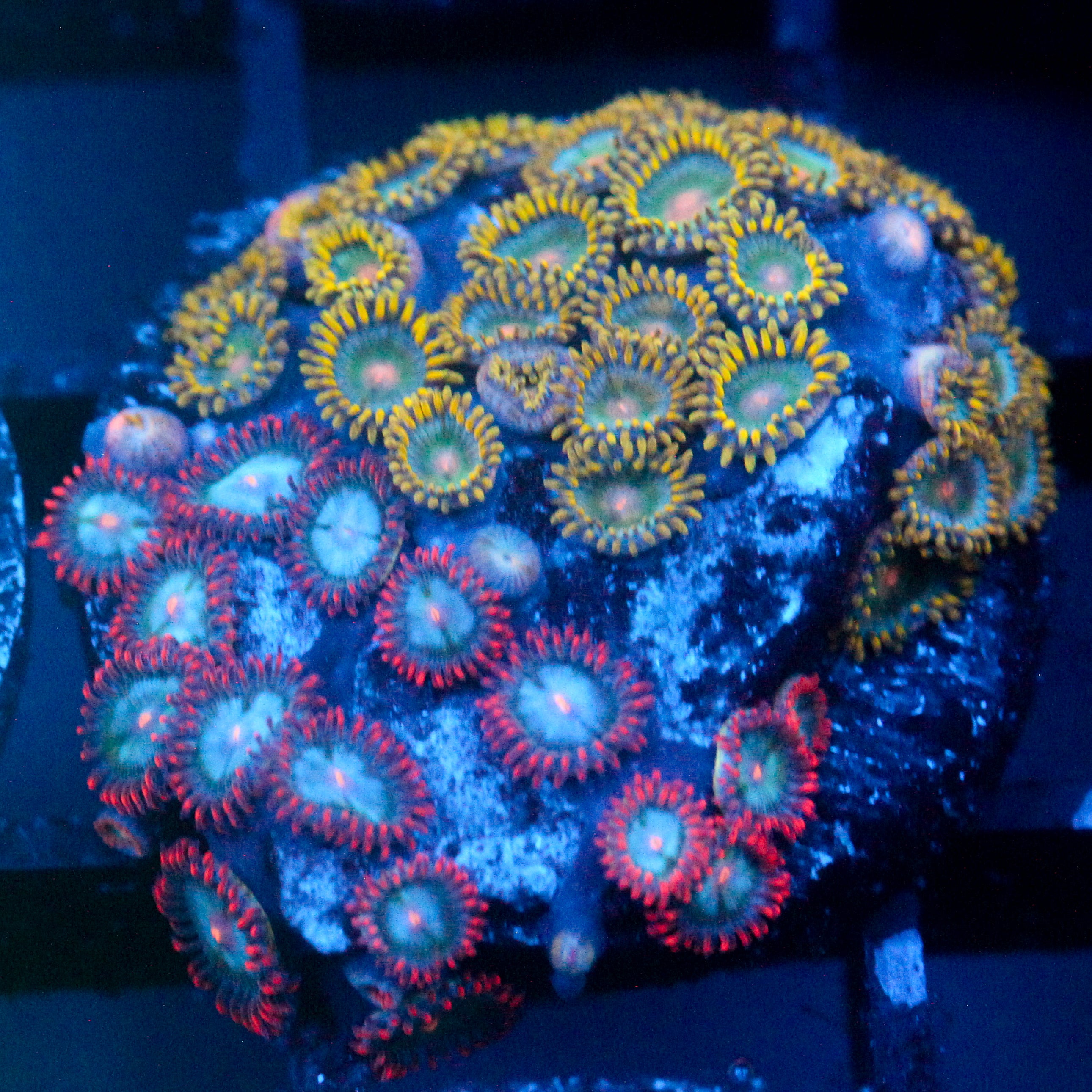 JC Zoa Garden Seed
