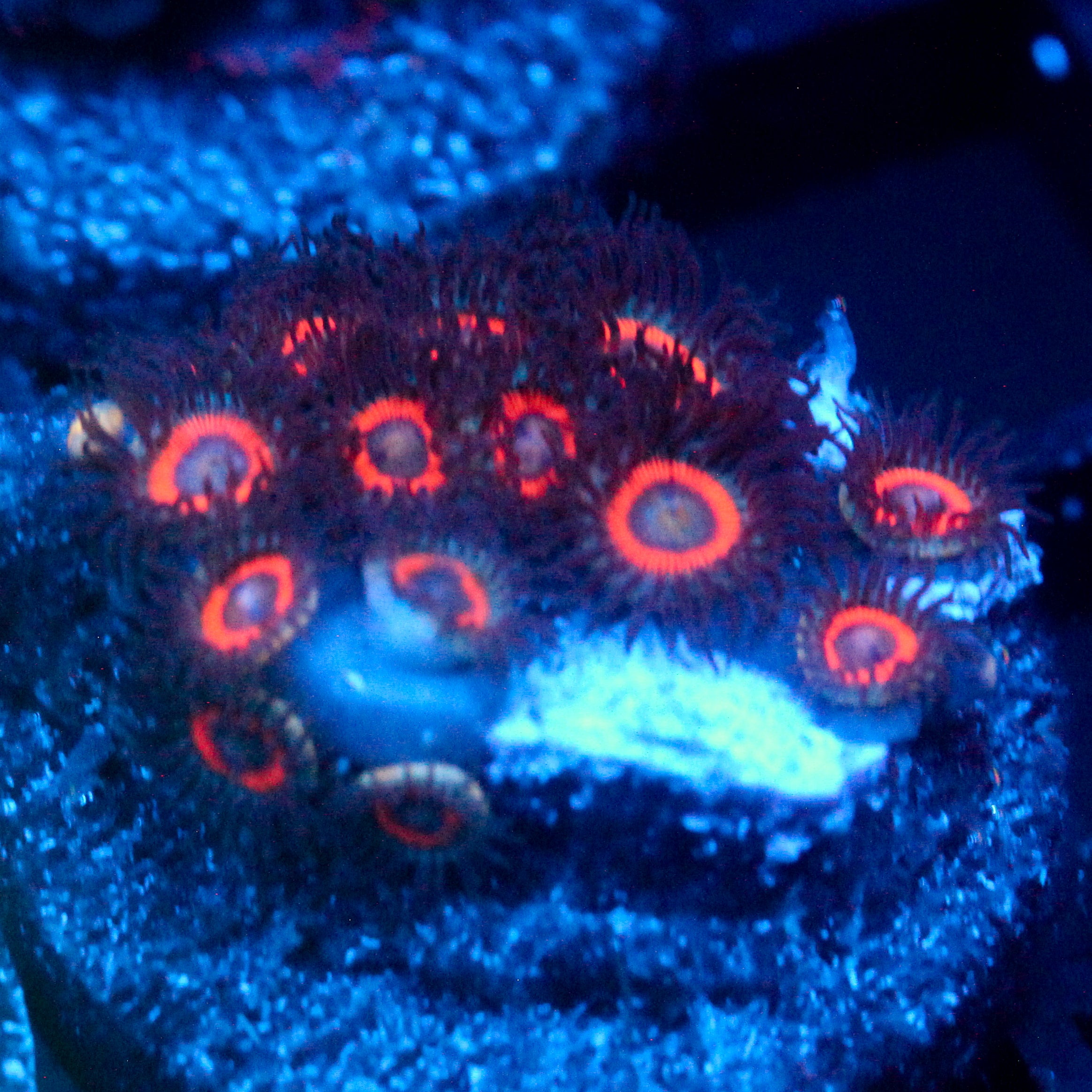 JC Demon Zoanthid