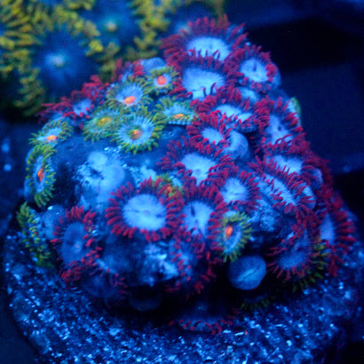 JC Nova Zoanthid