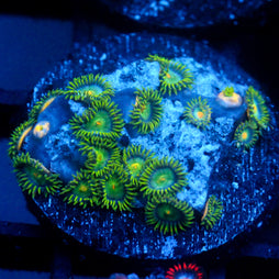 JC Green Crawler Zoanthid
