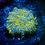 JC Glowstone Rhodactis