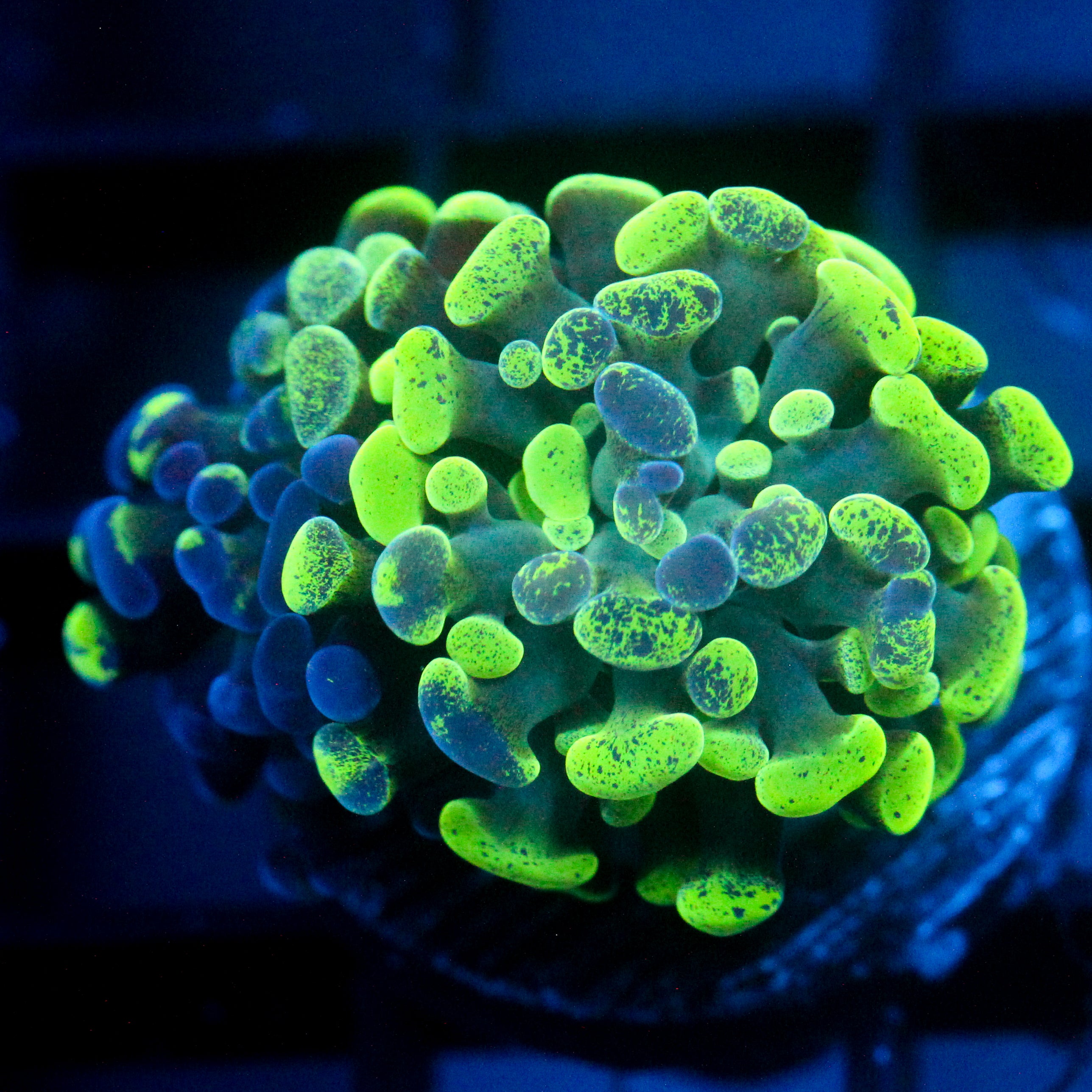 JC Ultra Splatter Hammer