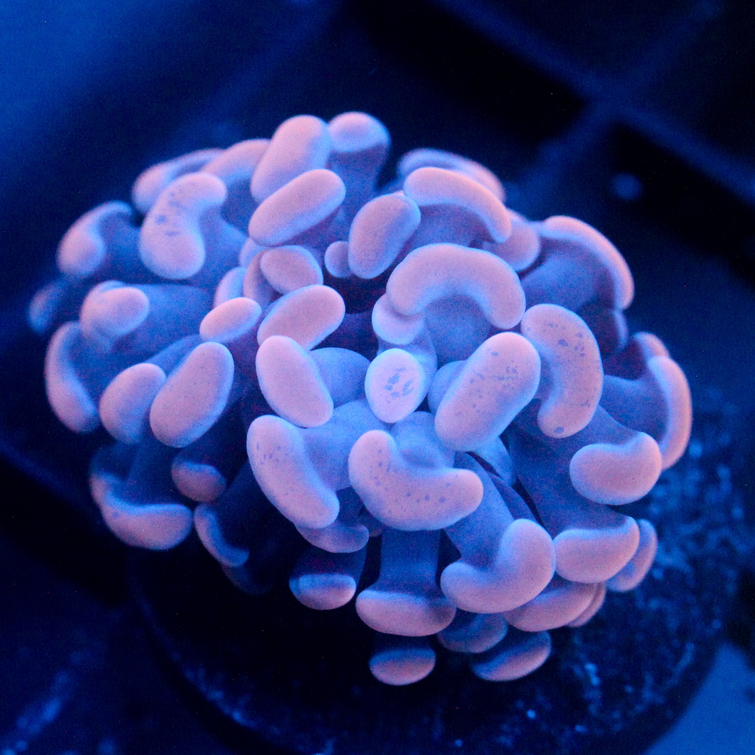 JC Orange Splatter Hammer
