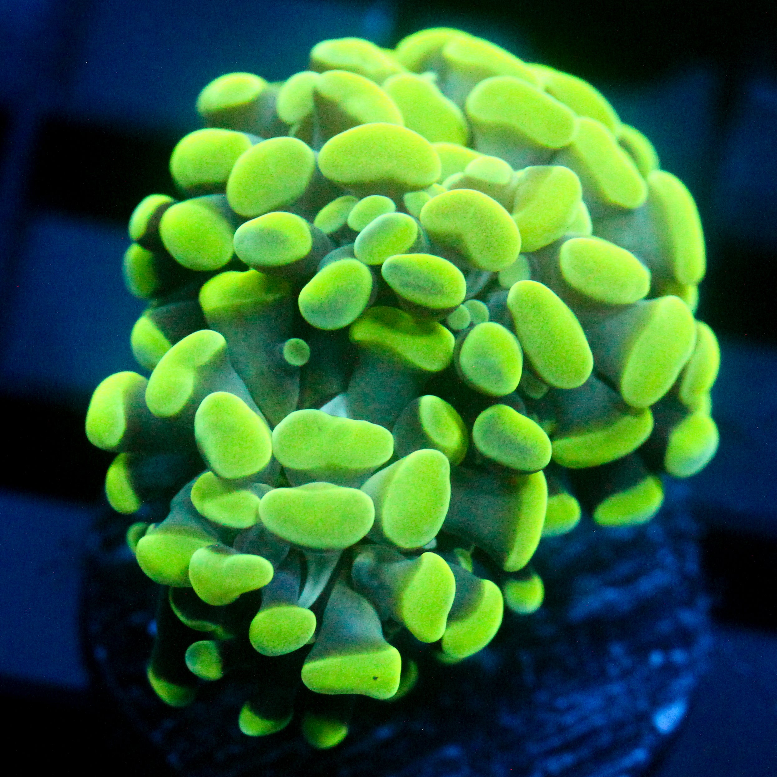 JC Neon Green Splatter Hammer
