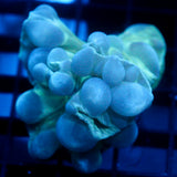 JC Aquacultured Fox Coral Frag