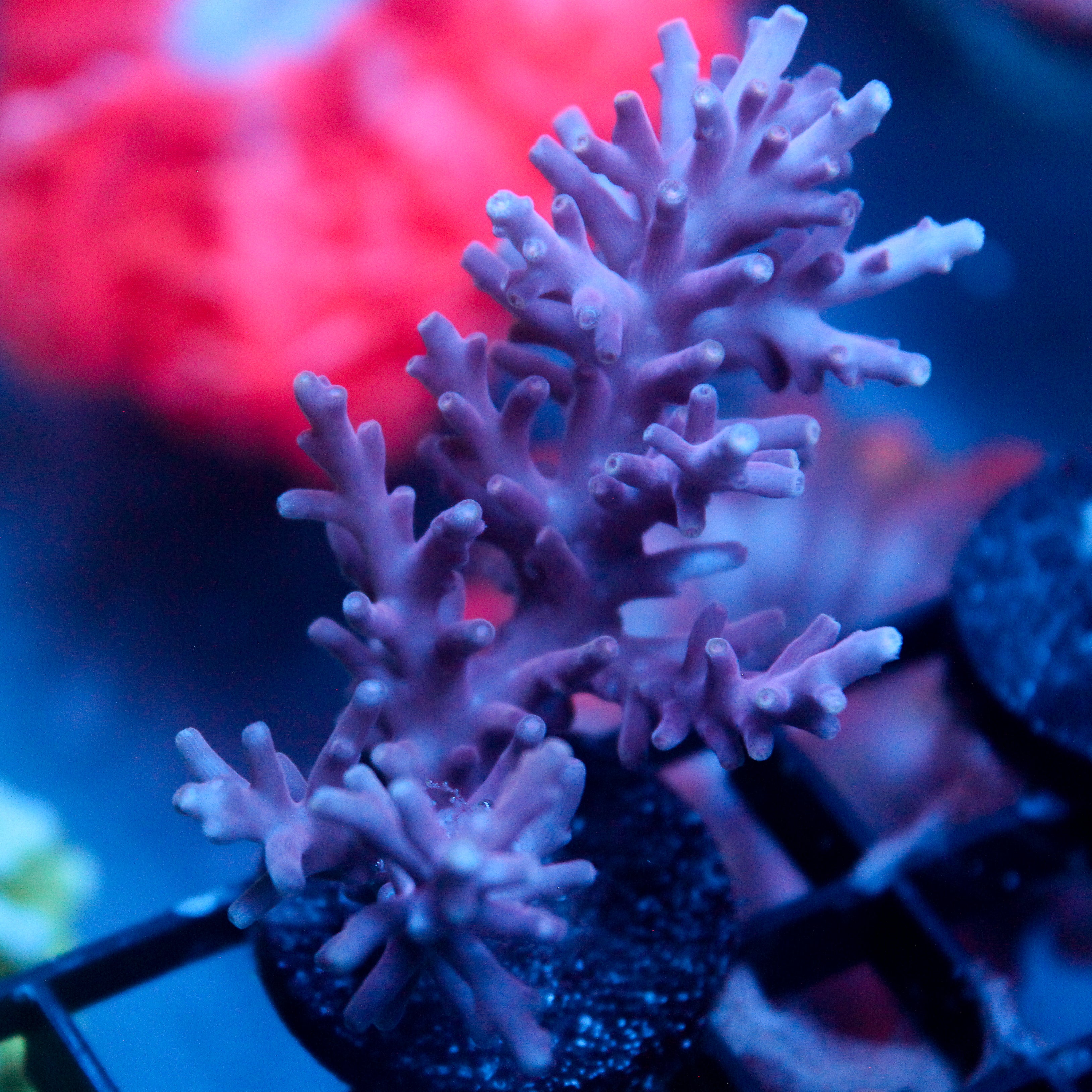 JC Purple Princess Acro
