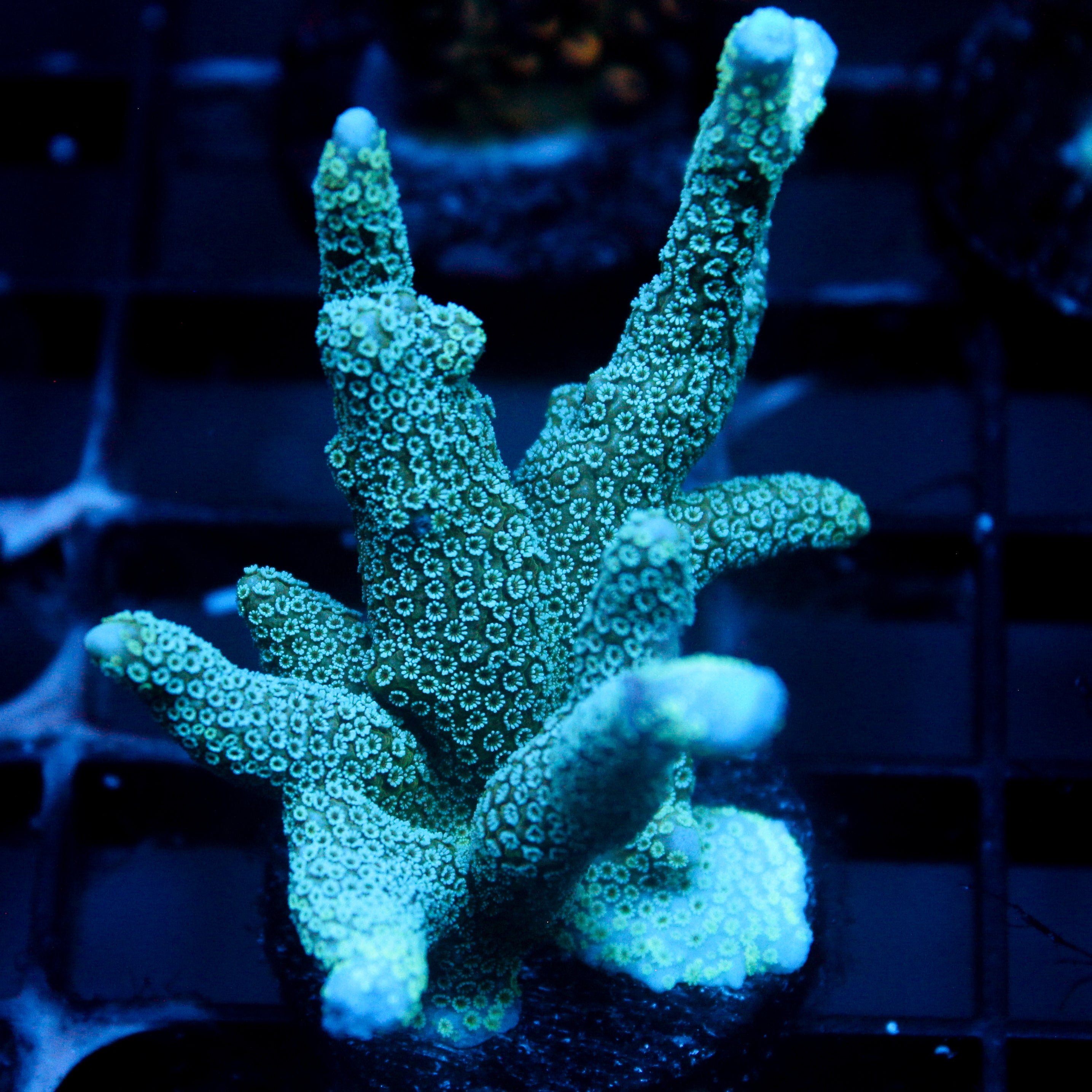 JC Sky Blue Digi Monti