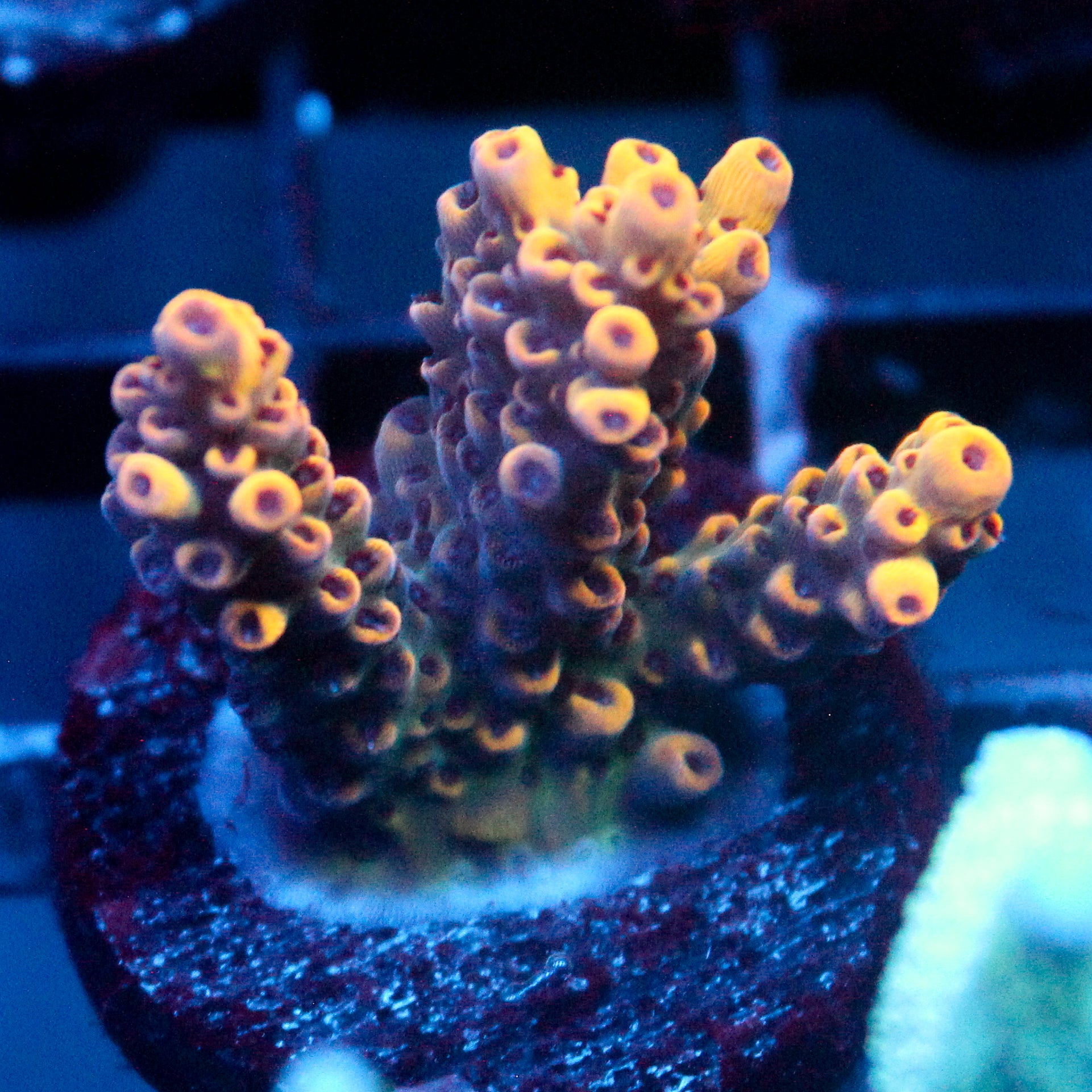 JC Yellow Jacket Acro