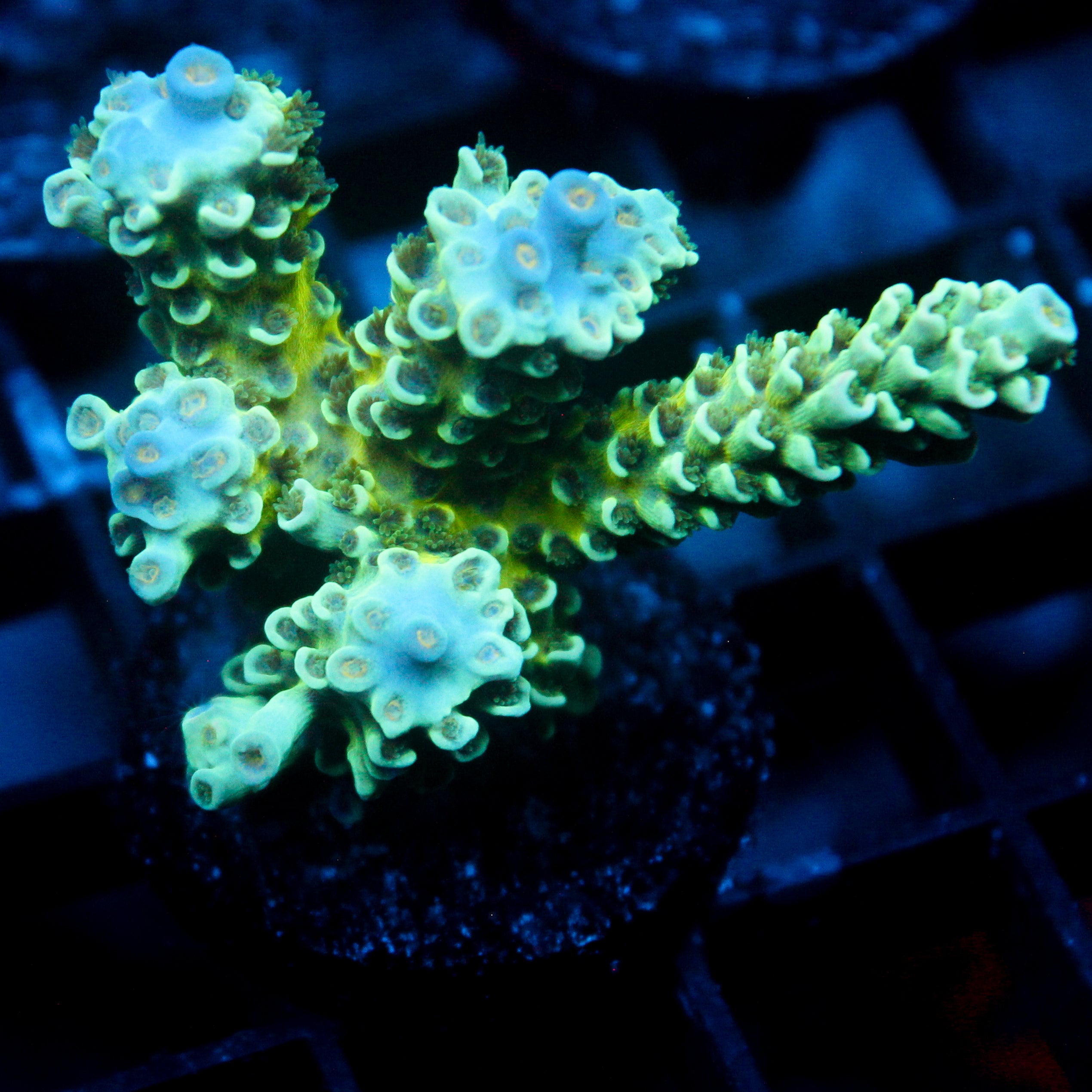 JC Green Demon Acro