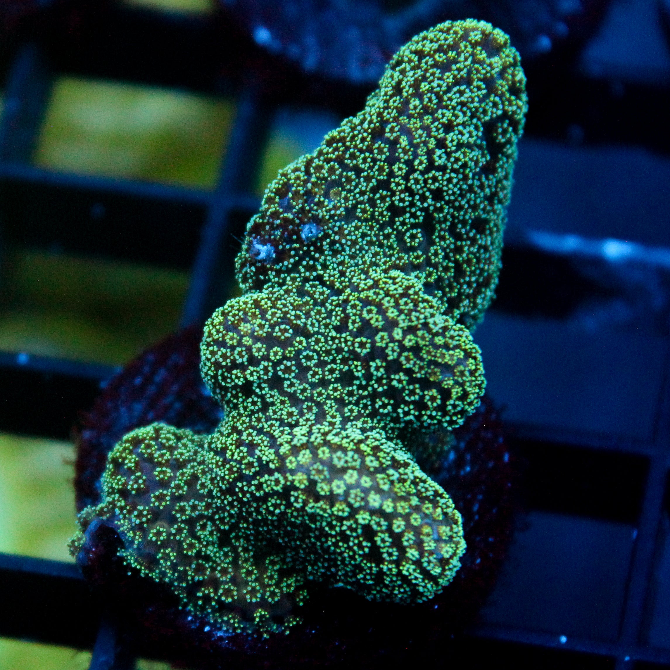 JC Green Styloporah
