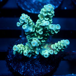 JC Blue Demon Acro
