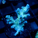JC Frozen Growth Acro
