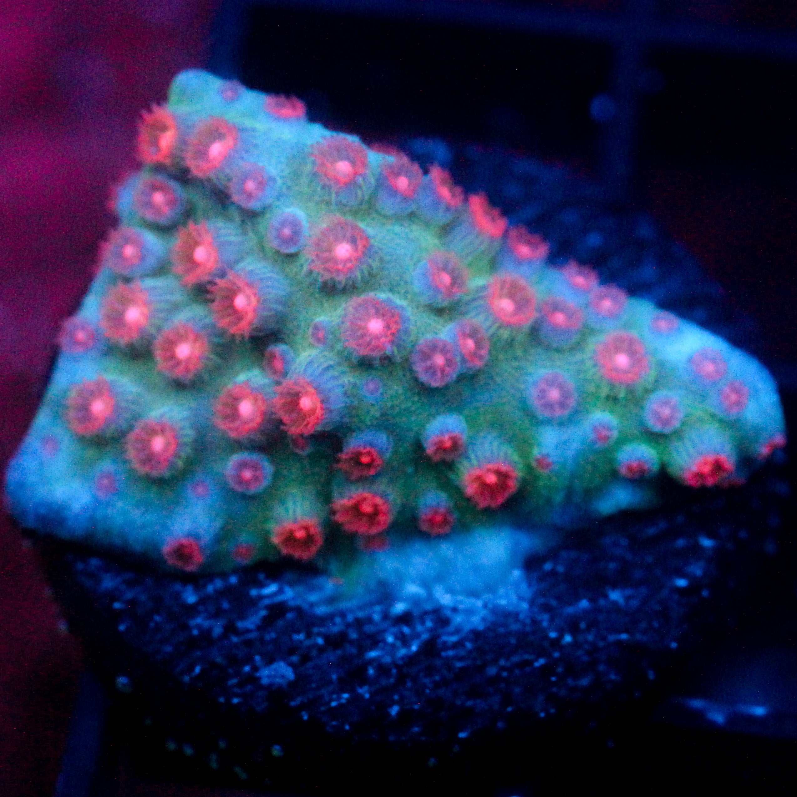JC Evil Swarm Cyphastrea
