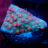 JC Evil Swarm Cyphastrea