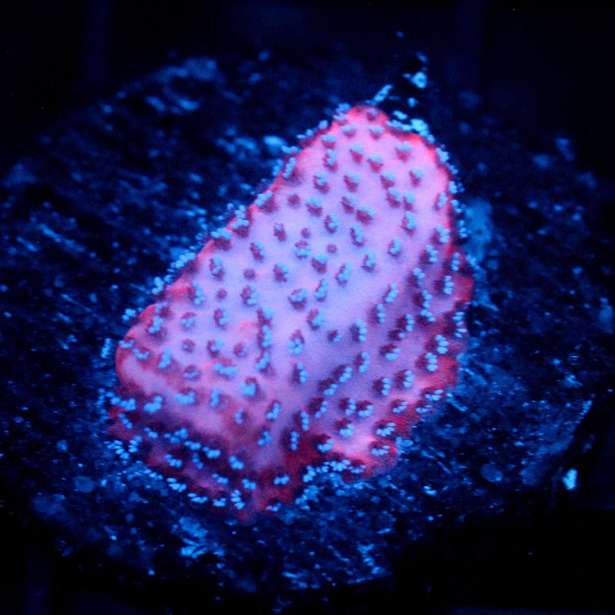 JC Mystic Sunset Montipora