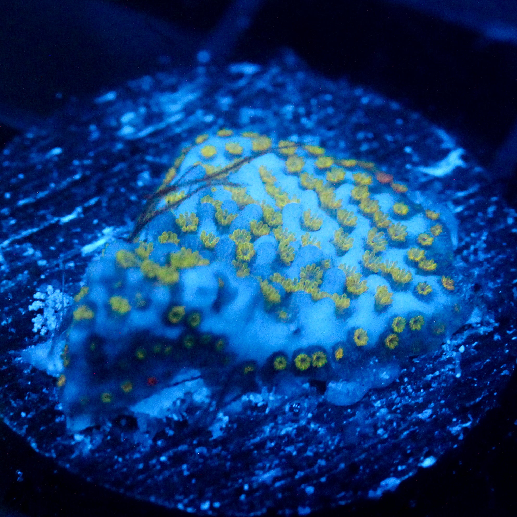 JC Rainbow Montipora