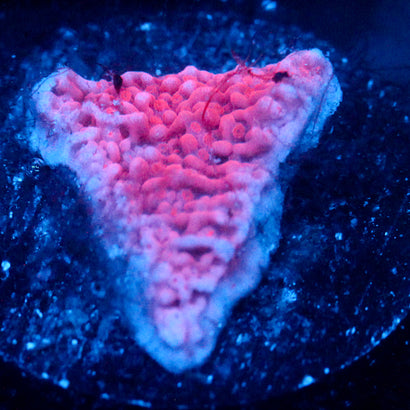 JC Pink Wave Monti