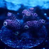 JC Purple Monster Acro