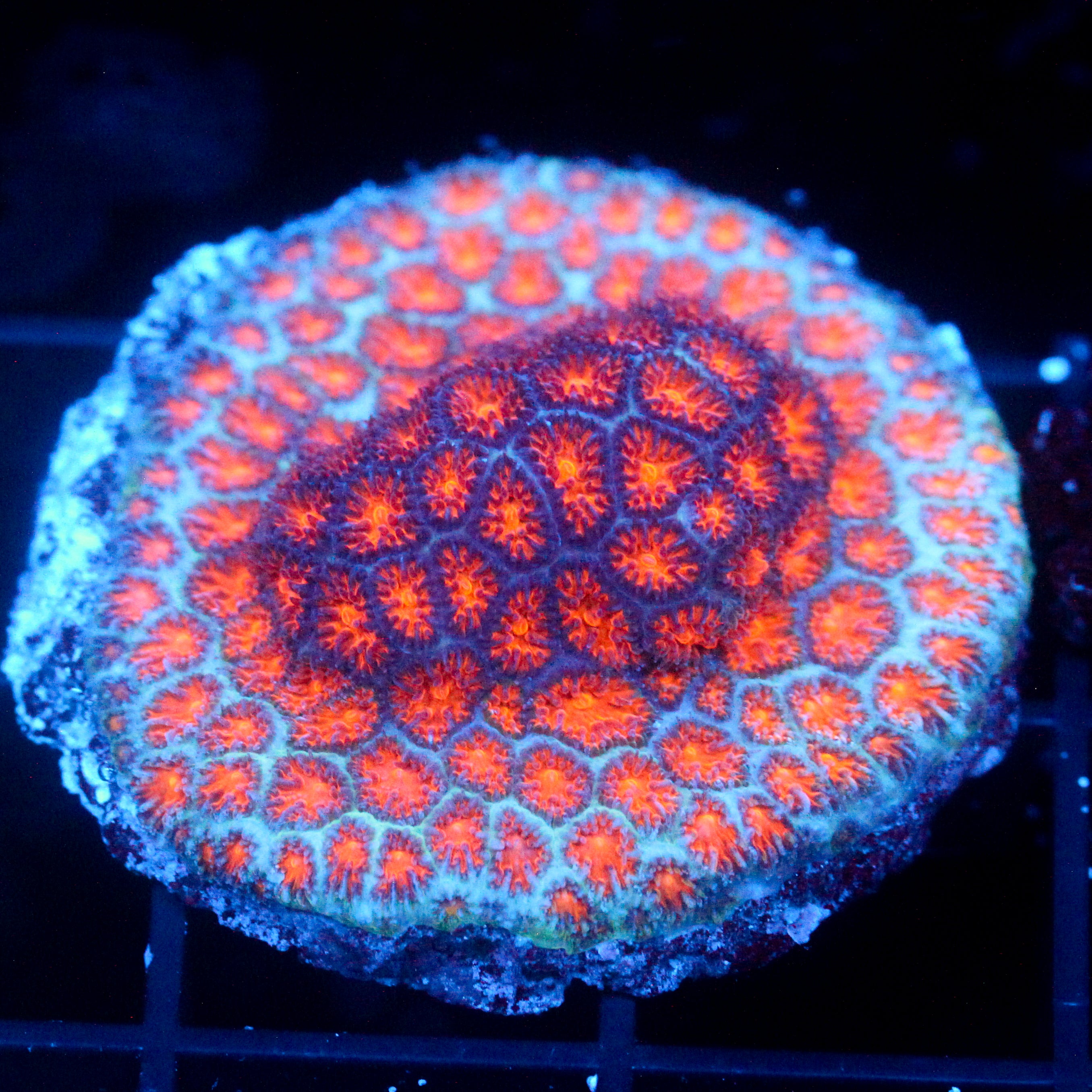 JC Biota Sunrise Something Leptastrea