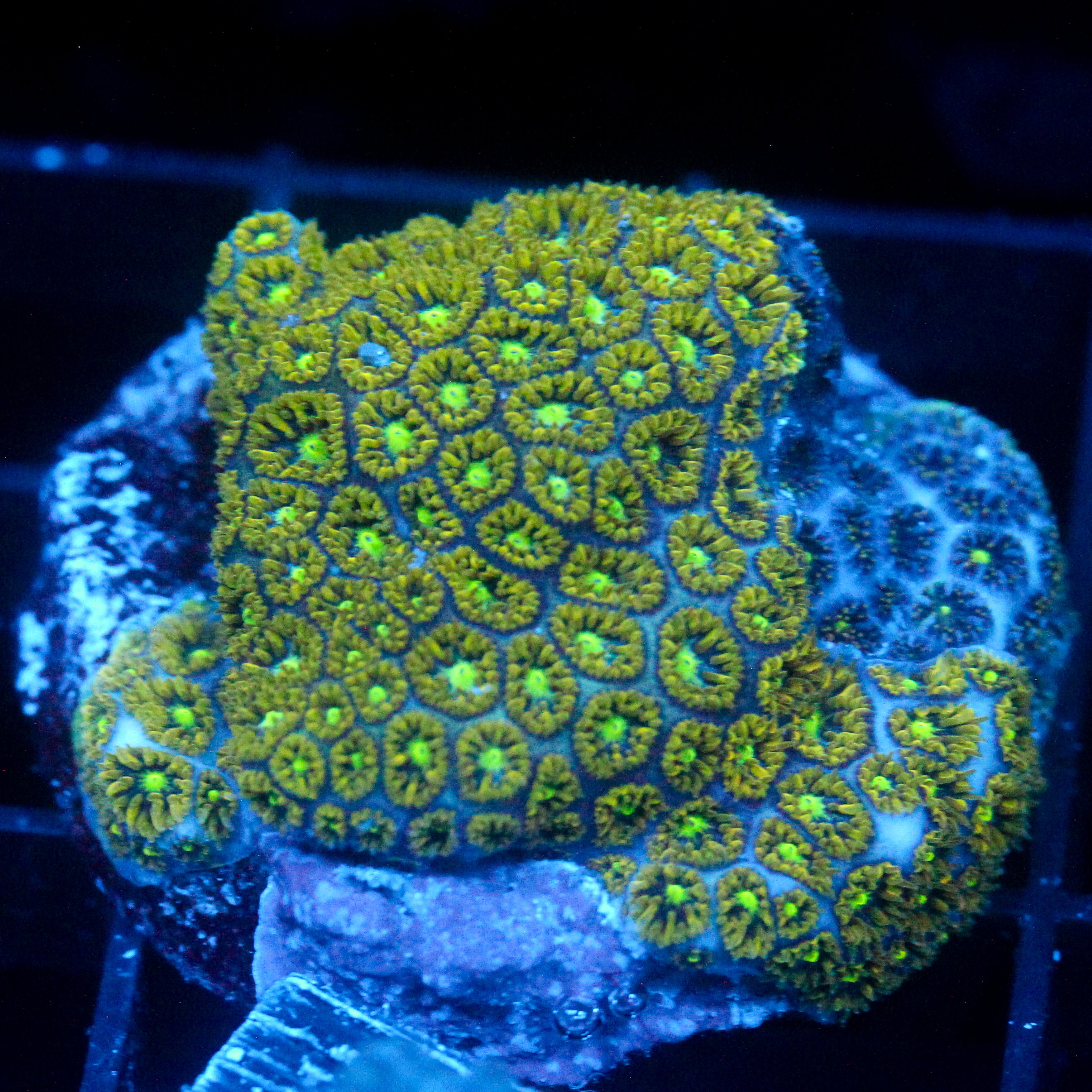 JC Biota Gem Show Leptastrea