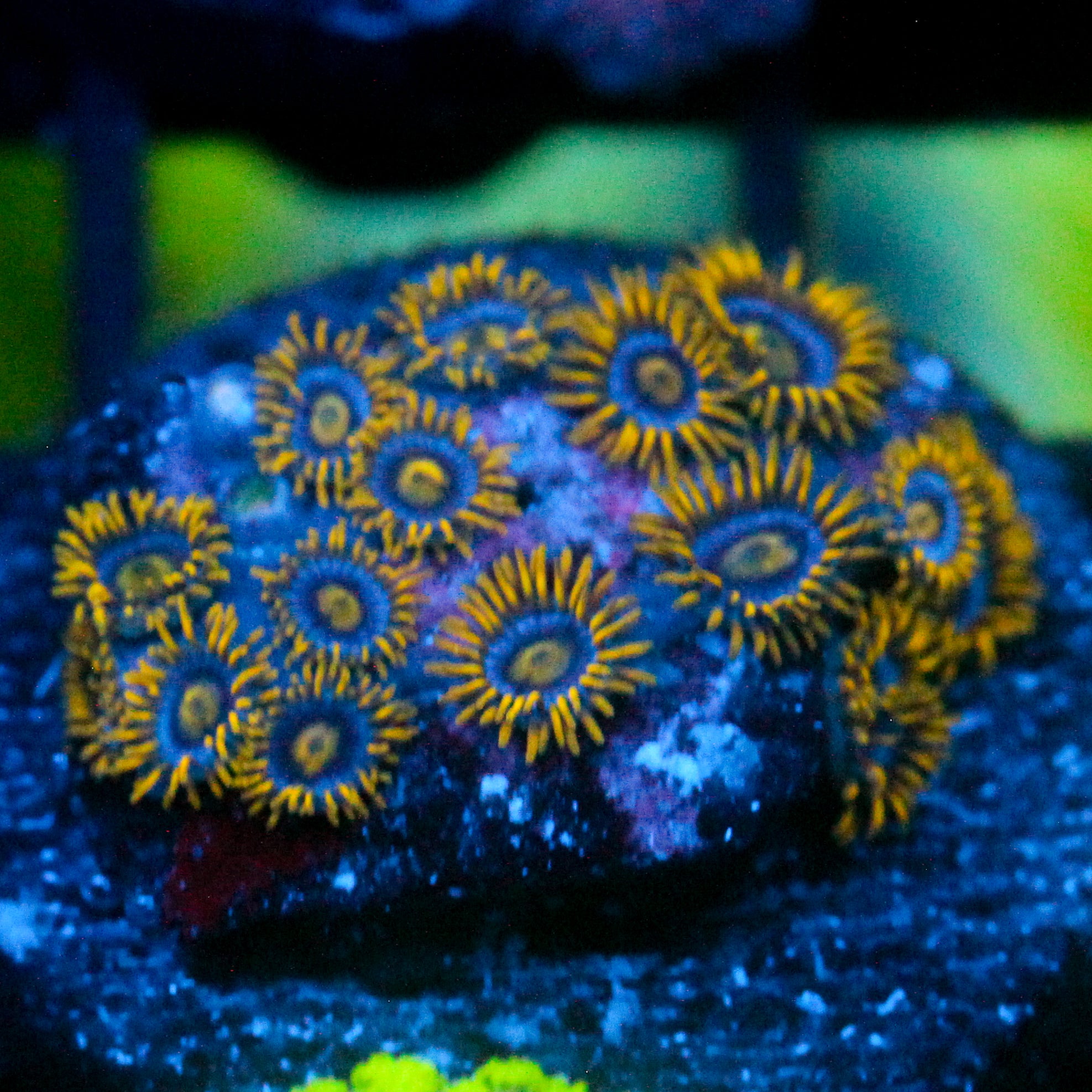 JC Gold Gobbler Zoanthid