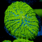 JC Neon Green Rhodactis
