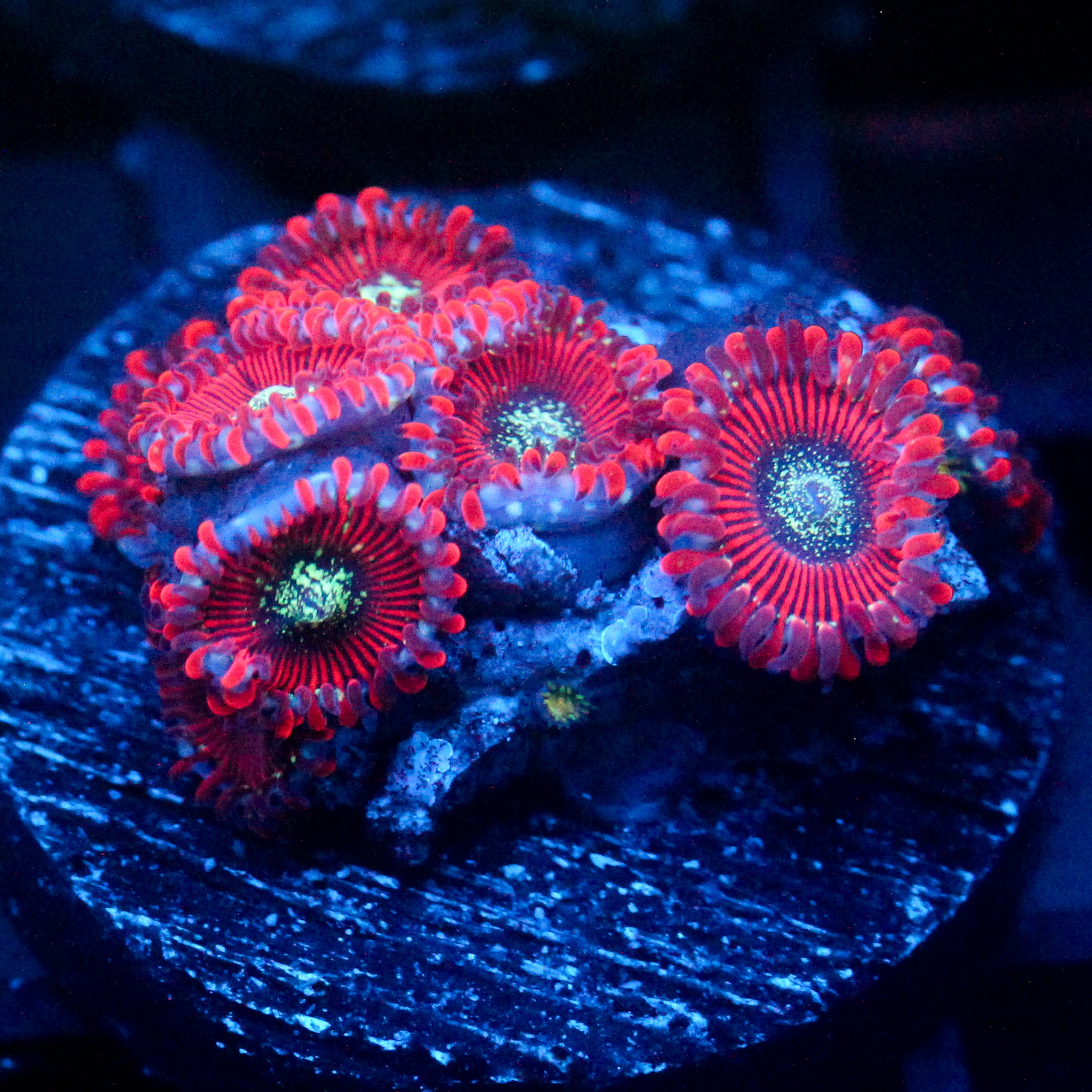 JC Magician's Zoanthid