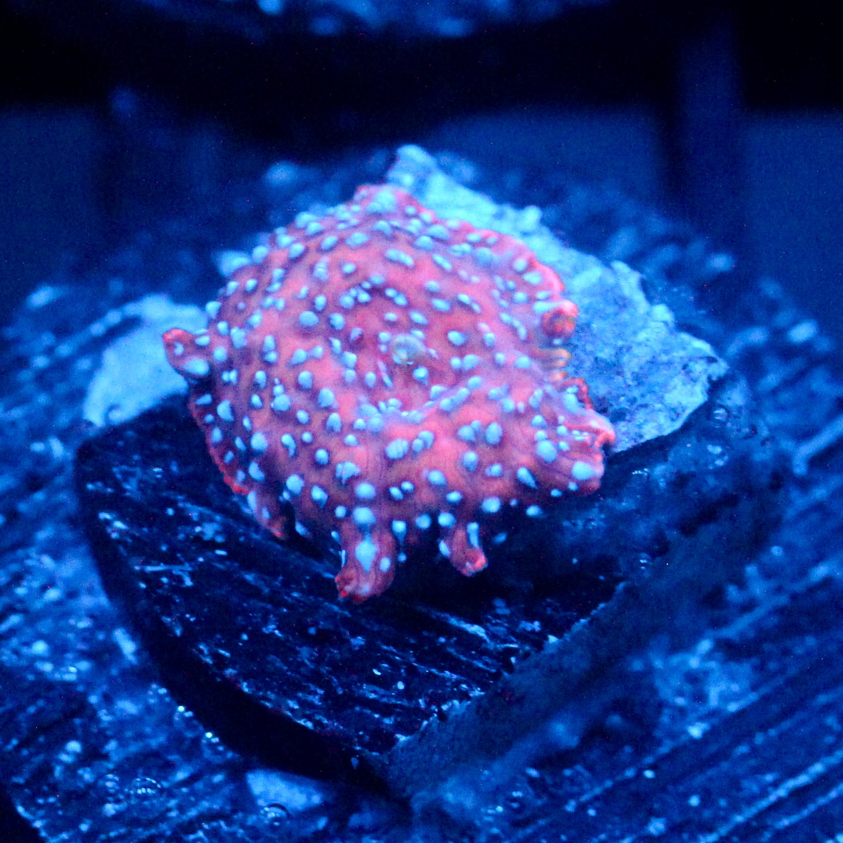 JC Orange blues Discosoma