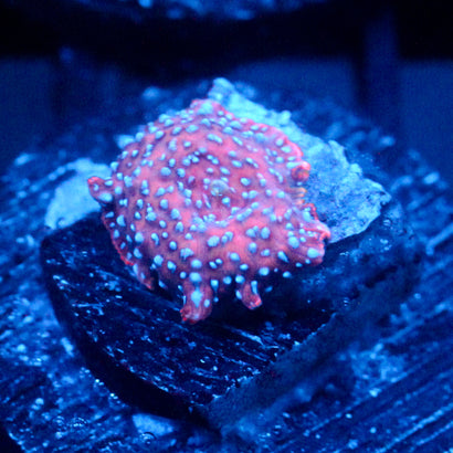 JC Orange blues Discosoma