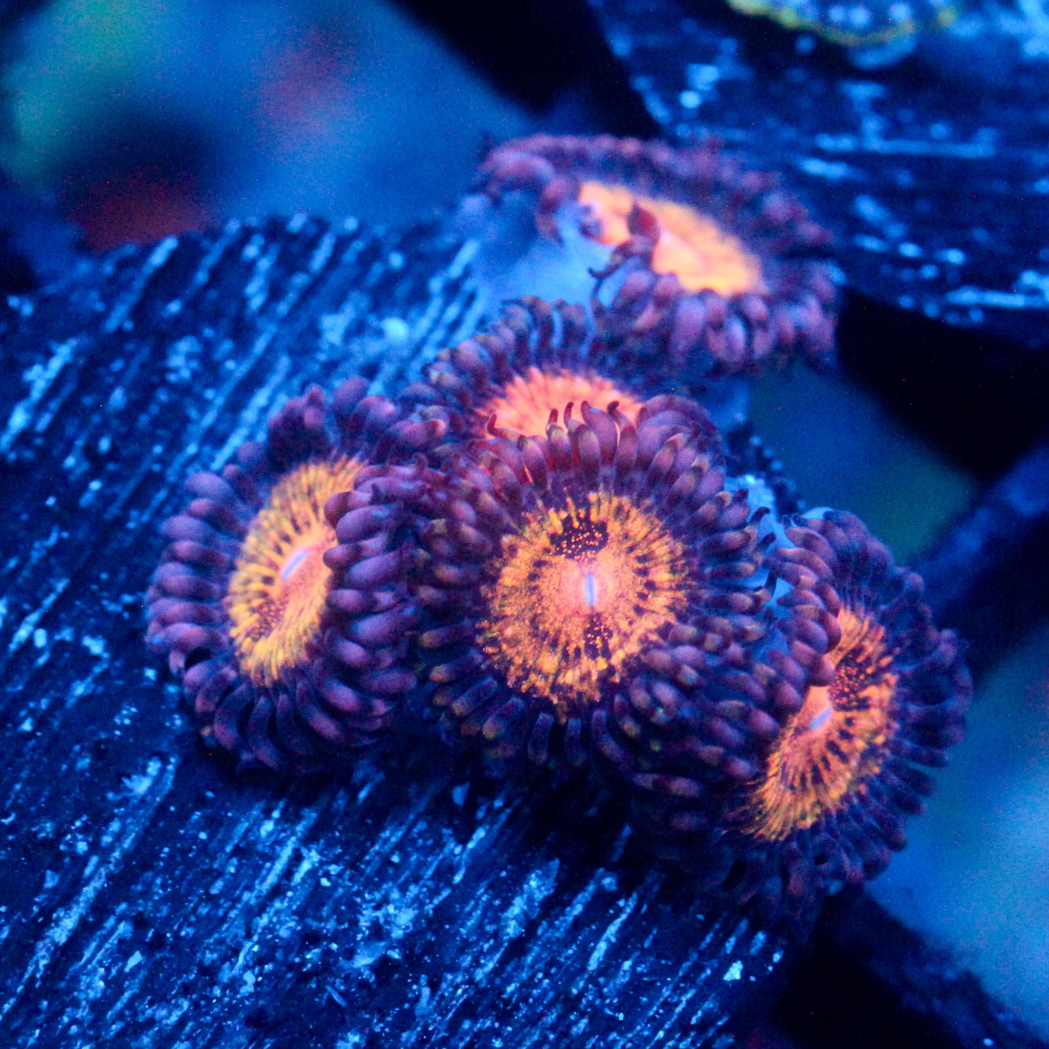 JC Speckled Kraze Zoanthid