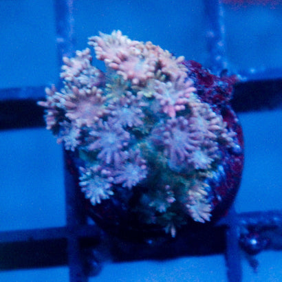 JC Caribbean Rainbow Goni