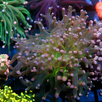 JC Cotton Candy Octo