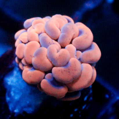 JC Orange Splatter Hammer