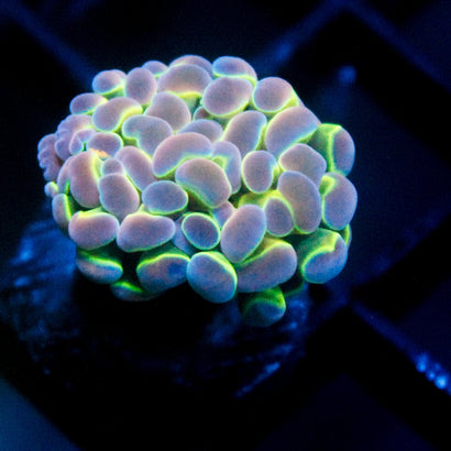 JC Ultra Hologram Hammer