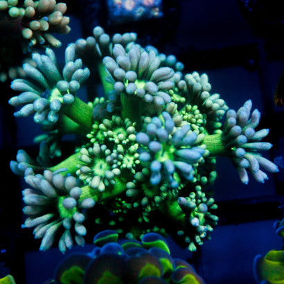 JC Blue Rainbow GOni