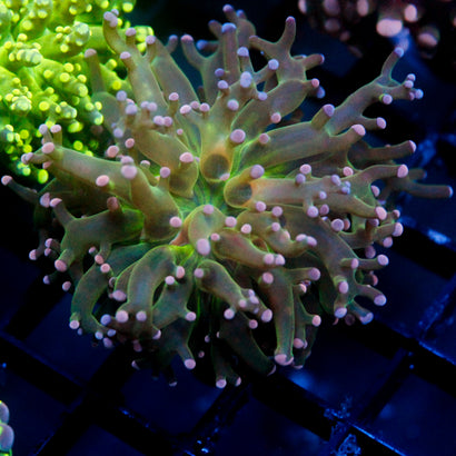 JC Green Pink Tip Octo