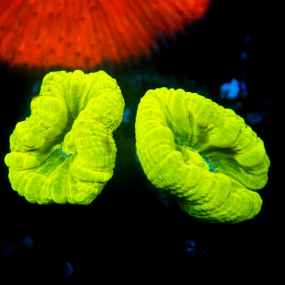 JC Trumpet Coral