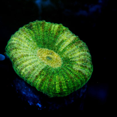 JC Neon Green Favia