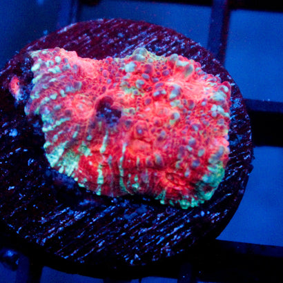 JC Caribbean Dream Chalice