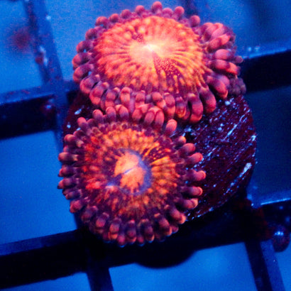 JC Speckled Kraze Zoanthid