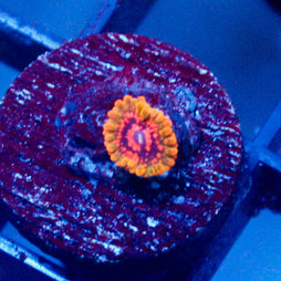 Grand Master Krakatoa Zoanthid